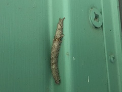 Parallelia bistriaris