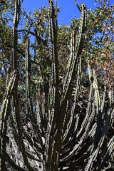 Euphorbia zoutpansbergensis