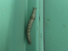Parallelia bistriaris