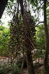 Ficus sur