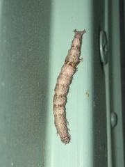 Parallelia bistriaris