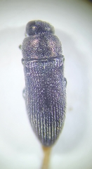 Acmaeodera neoneglecta