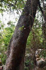 Ficus sur