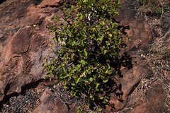 Ficus tettensis