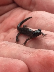 Aneides flavipunctatus