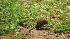 Lemniscomys striatus