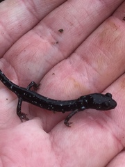 Aneides flavipunctatus