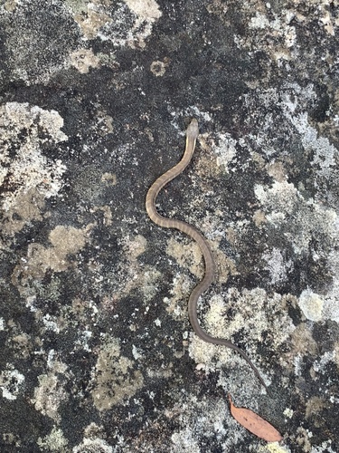 Tiger Snake sighting