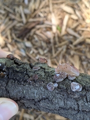 Auricularia nigricans image