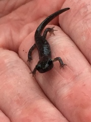 Aneides flavipunctatus