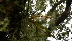 Tridactyle tricuspis