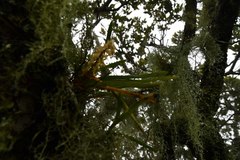 Tridactyle tricuspis