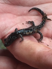 Aneides flavipunctatus