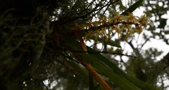 Tridactyle tricuspis