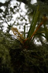 Tridactyle tricuspis