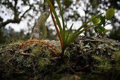 Tridactyle tricuspis