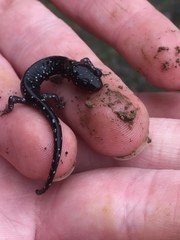 Aneides flavipunctatus