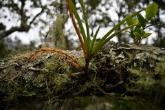 Tridactyle tricuspis