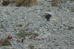 Anthus novaeseelandiae