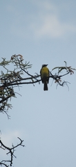 Myiozetetes similis