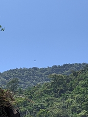 Spilornis cheela