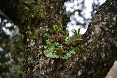 Polystachya ottoniana