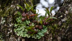 Polystachya ottoniana