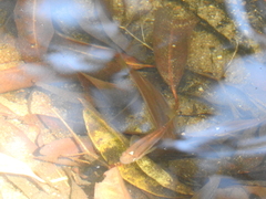 Aplocheilus lineatus