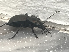 Carabus lusitanicus