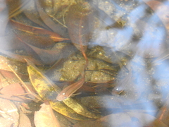 Aplocheilus lineatus