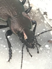 Carabus lusitanicus