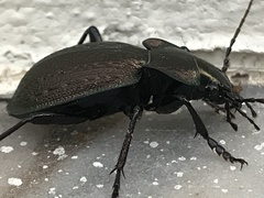 Carabus lusitanicus
