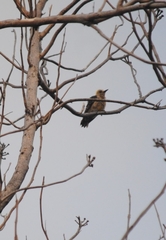 Melanerpes hoffmannii
