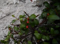 Maytenus acuminata uva-ursi