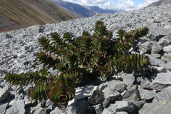 Veronica (Veronica epacridea)