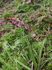 Corydalis sheareri