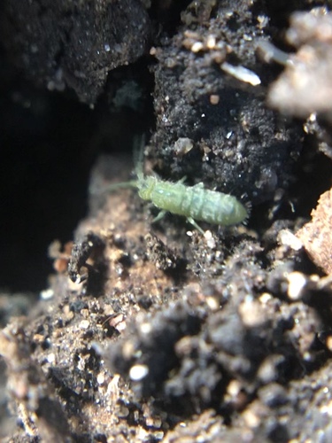 Isotoma viridis