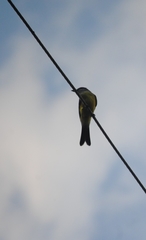 Tyrannus melancholicus