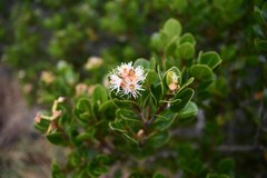 Syzygium legatii