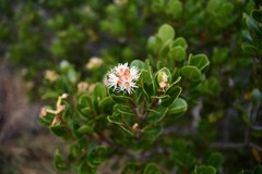 Syzygium legatii