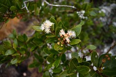Syzygium legatii