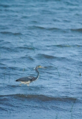 Egretta tricolor