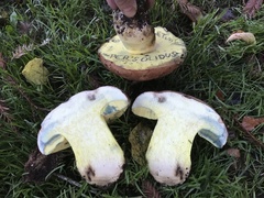 Butyriboletus persolidus