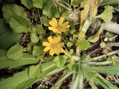 Lapsanastrum apogonoides