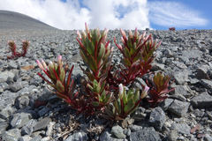Epilobium pycnostachyum