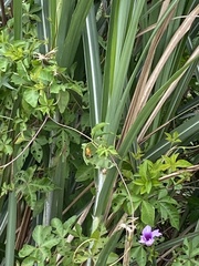 Ipomoea cairica