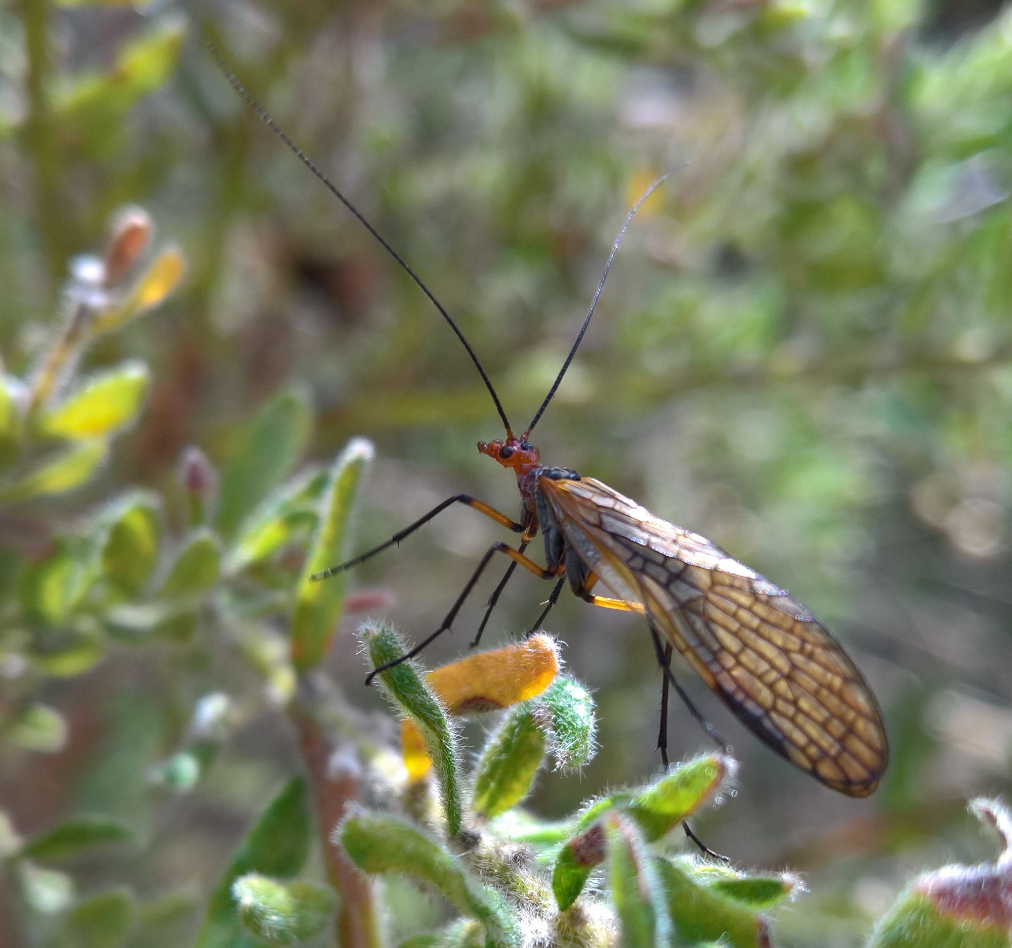 Choristidae