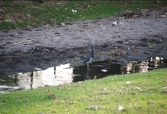 Egretta tricolor