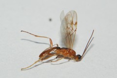 Rogadinae