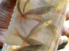 Devario